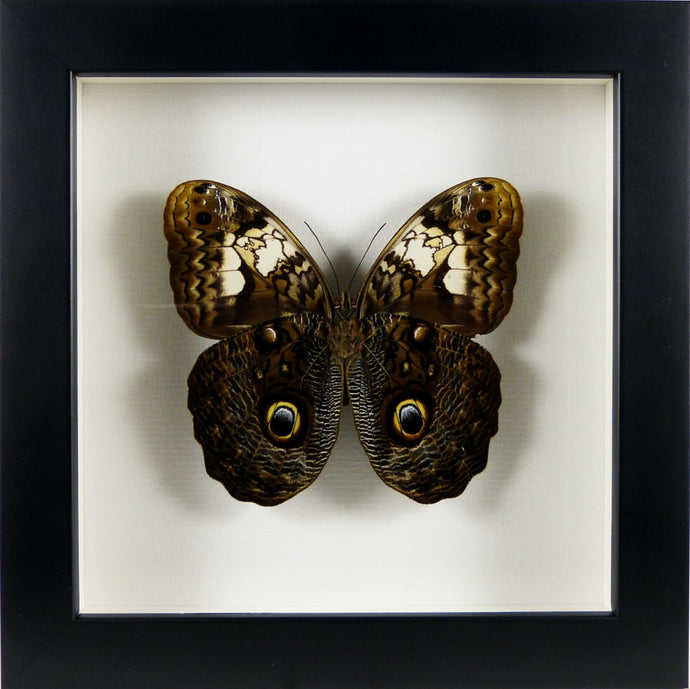 Papillon 