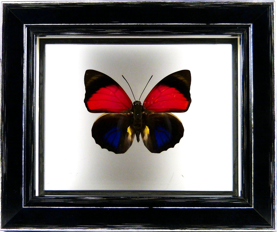 Papillon Agrias claudina entre 2 verres / Cadre noir à poser