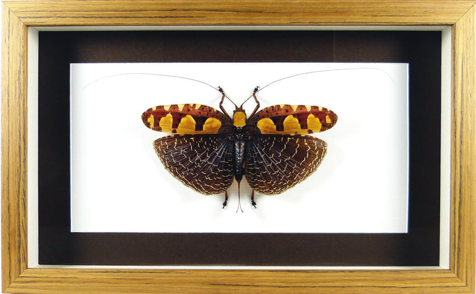 Sauterelle thaï Sanaea regalis / Cadre teck