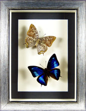 Charger l&#39;image dans la galerie, Papillons Anaea cyanea recto &amp; verso / Cadre plusieurs finitions