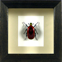 Charger l&#39;image dans la galerie, Cétoine rouge Torynorrhina flammea (coléoptère) / Cadre noir