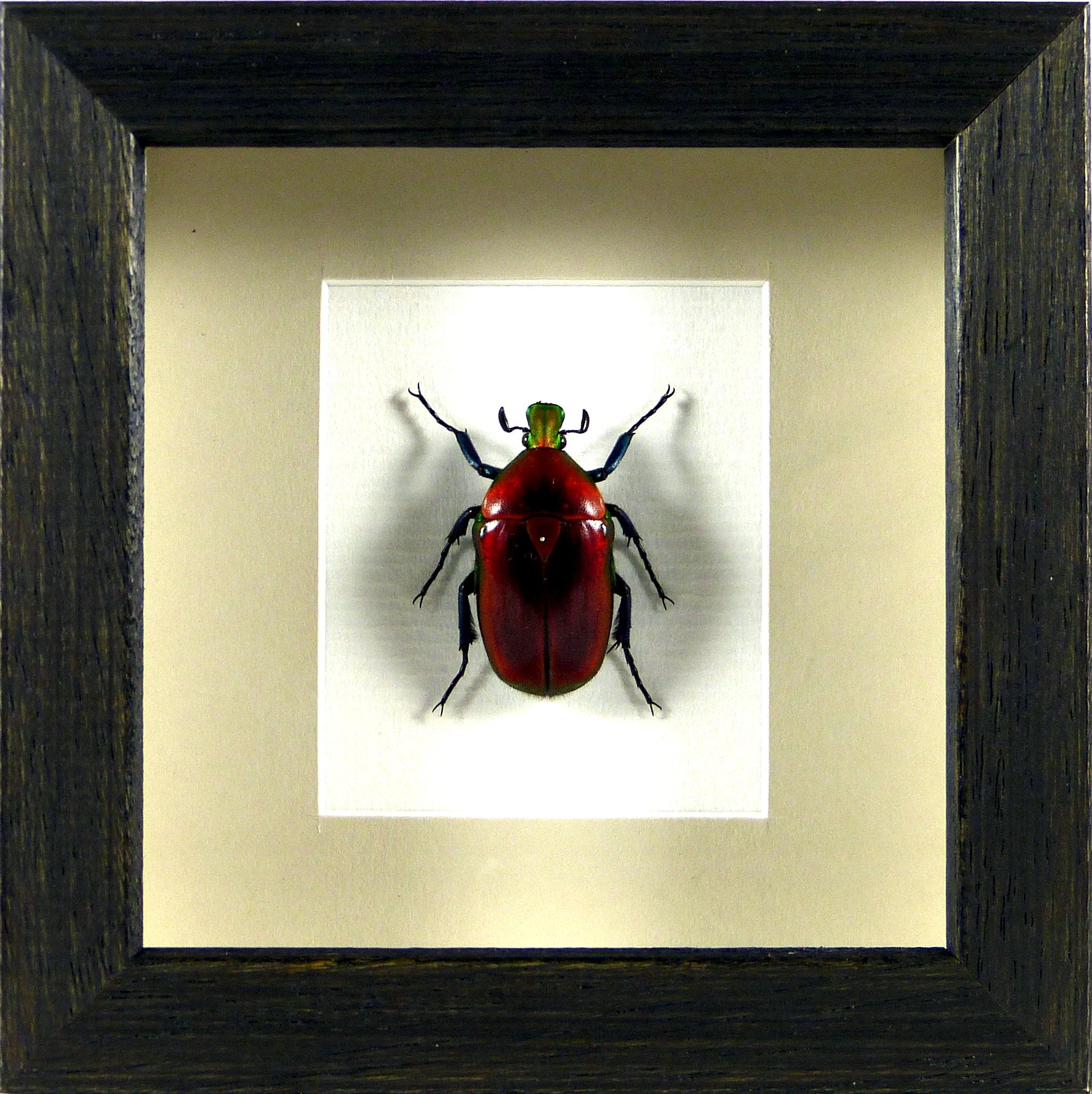 Cétoine rouge Torynorrhina flammea (coléoptère) / Cadre noir