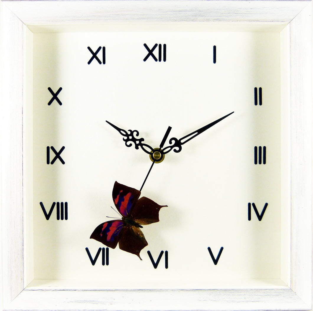Horloge bois blanchi papillon Anaea nessus