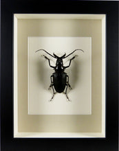 Charger l&#39;image dans la galerie, Longicorne Dorystenes walkeri (coléoptère) / Cadre noir
