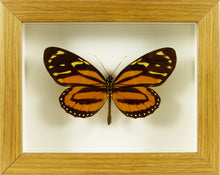 Charger l&#39;image dans la galerie, Papillon exotique Lycorea ceres / Cadre bois