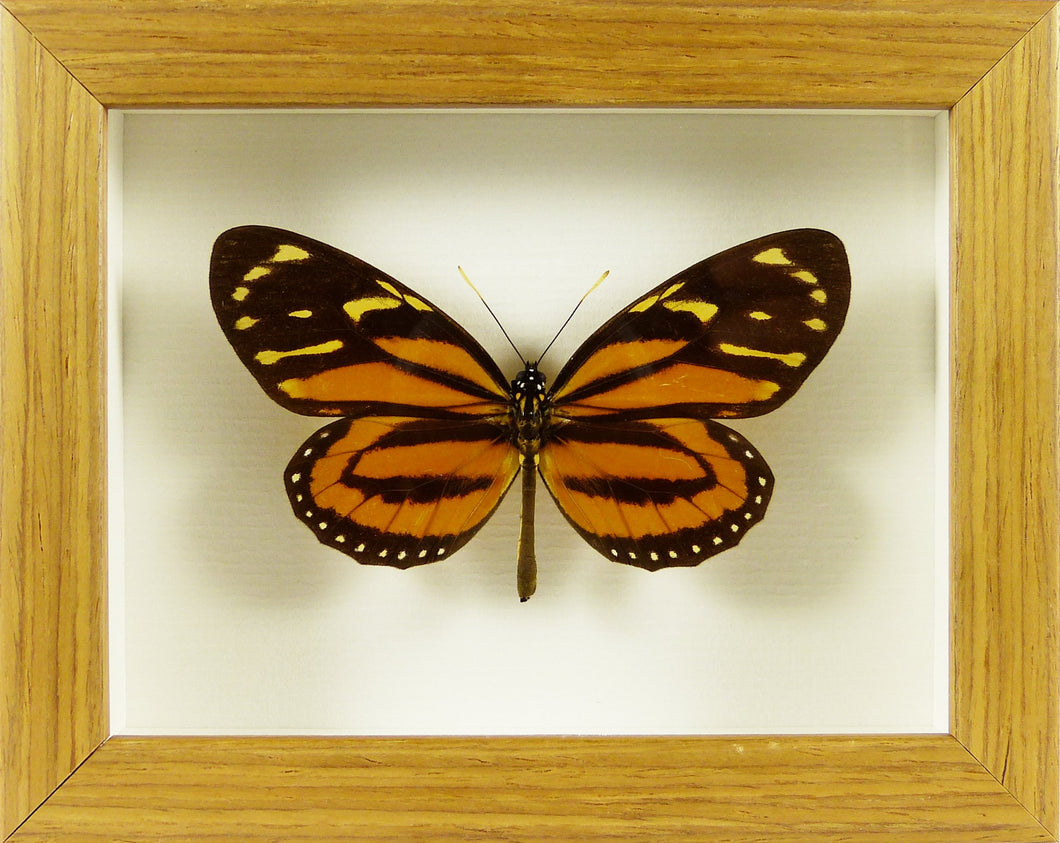 Papillon exotique Lycorea ceres / Cadre bois