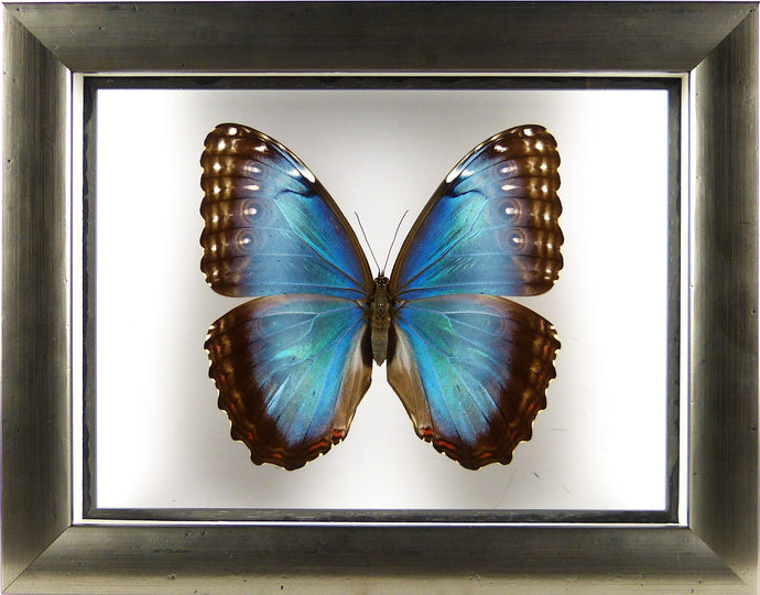 Papillon Morpho peleides entre 2 verres / Cadre étain