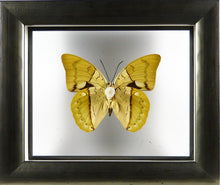 Charger l&#39;image dans la galerie, Papillon Prepona amphimachus entre 2 verres / Cadre étain