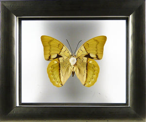 Papillon Prepona amphimachus entre 2 verres / Cadre étain