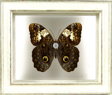 Charger l'image dans la galerie, Papillon Caligo martia entre 2 verres / Cadre blanchi