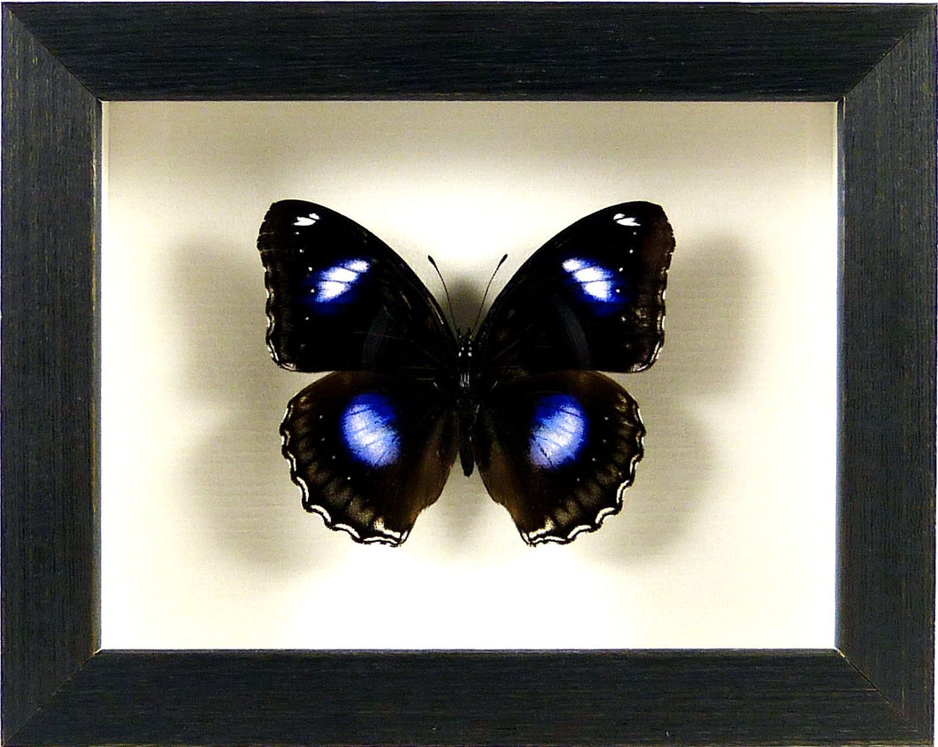 Papillon Hypolimnas bolina / Cadre noir