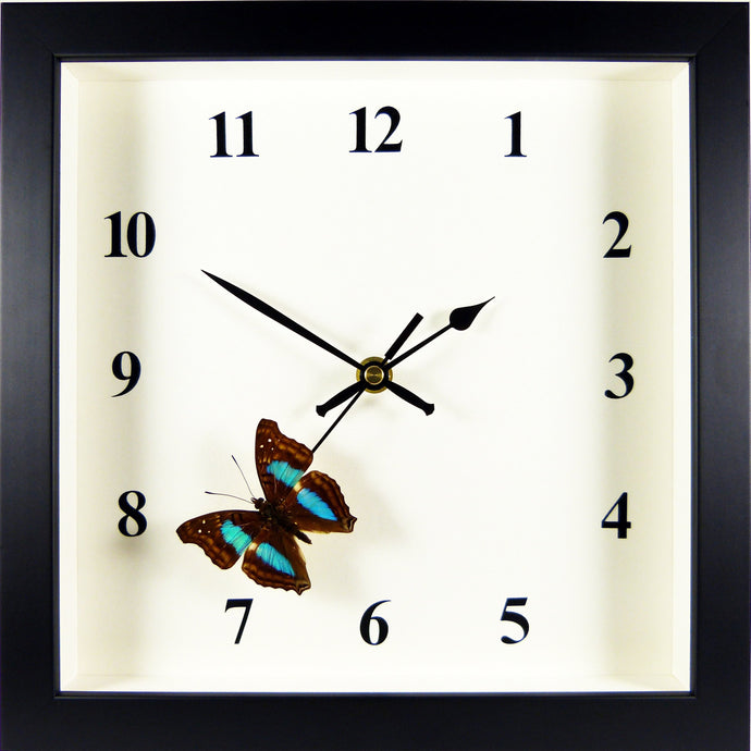 Horloge noire papillon Doxocopa cherubina