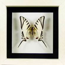 Charger l&#39;image dans la galerie, Papillon zébré Eurytides protesilaus / Cadre bois plusieurs finitions