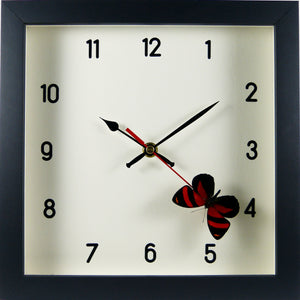Horloge noire papillon Callicore cynosura