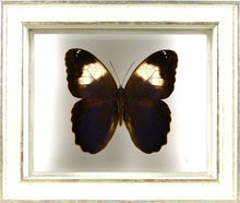 Charger l'image dans la galerie, Papillon Caligo martia entre 2 verres / Cadre blanchi