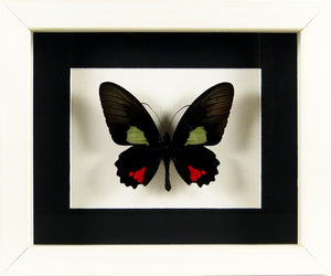 Papillon Parides erlaces / Cadre bois