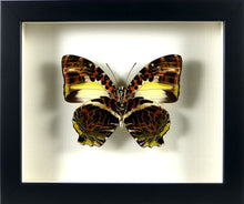 Charger l&#39;image dans la galerie, Papillon exotique Agatasa calydonia / Cadre bois laqué