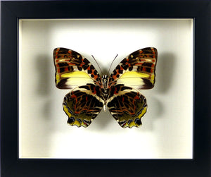 Papillon exotique Agatasa calydonia / Cadre bois laqué