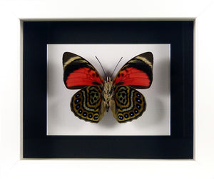 Papillon d'Amazonie Agrias claudina / Cadre bois laqué