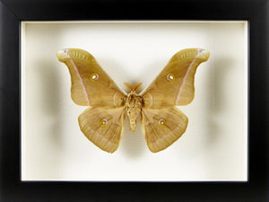 Papillon nocturne Antheraea helferi / Cadre noir