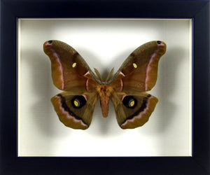 Papillon nocturne Antheraea polyphemus / Cadre noir
