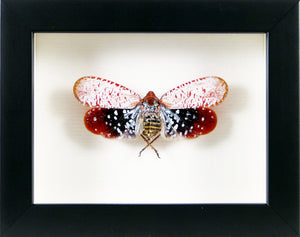 Insecte sous cadre Fulgor Aphaena submaculata