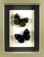 Charger l&#39;image dans la galerie, Papillons Asterope leprieuri recto &amp; verso / Cadre diverses finitions
