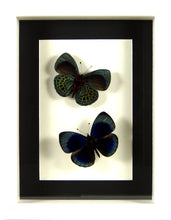 Charger l&#39;image dans la galerie, Papillons Asterope leprieuri recto &amp; verso / Cadre diverses finitions