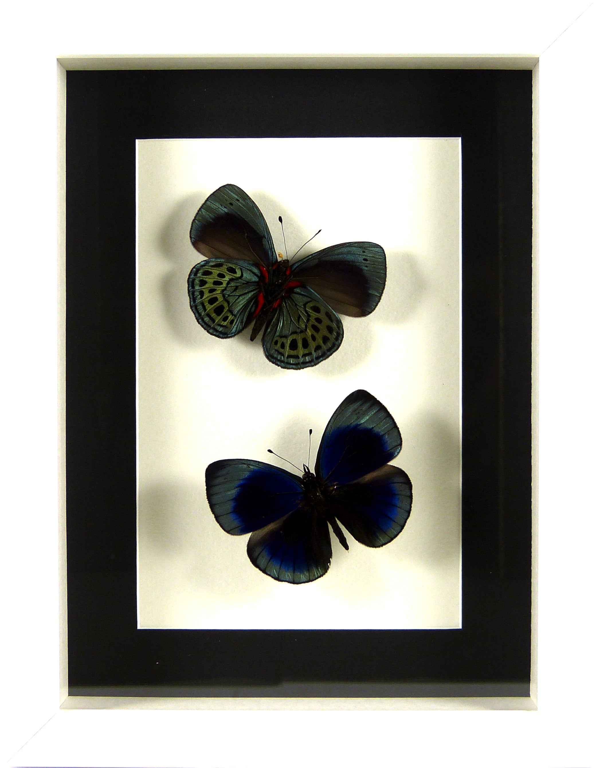 Papillons Asterope leprieuri recto & verso / Cadre diverses finitions