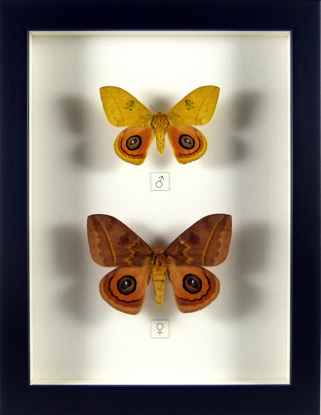 Papillons nocturnes Automeris jucunda (couple) / Cadre noir DERNIERS SPECIMENS