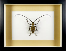 Charger l&#39;image dans la galerie, Longicorne Batocera de Wallace (coléoptère) / Cadre noir