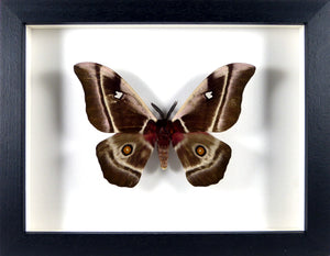 Papillon nocturne Bunea aslauga / Cadre noir