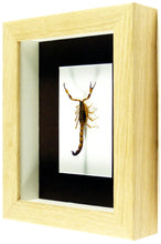 Charger l&#39;image dans la galerie, Scorpion des sables Mesobuthus martensii / Cadre plusieurs finitions