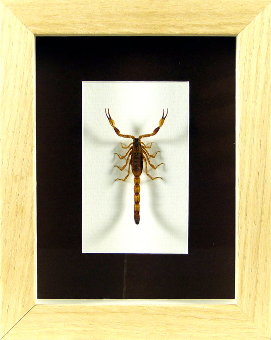 Scorpion doré Olivierus martensii / Cadre plusieurs finitions