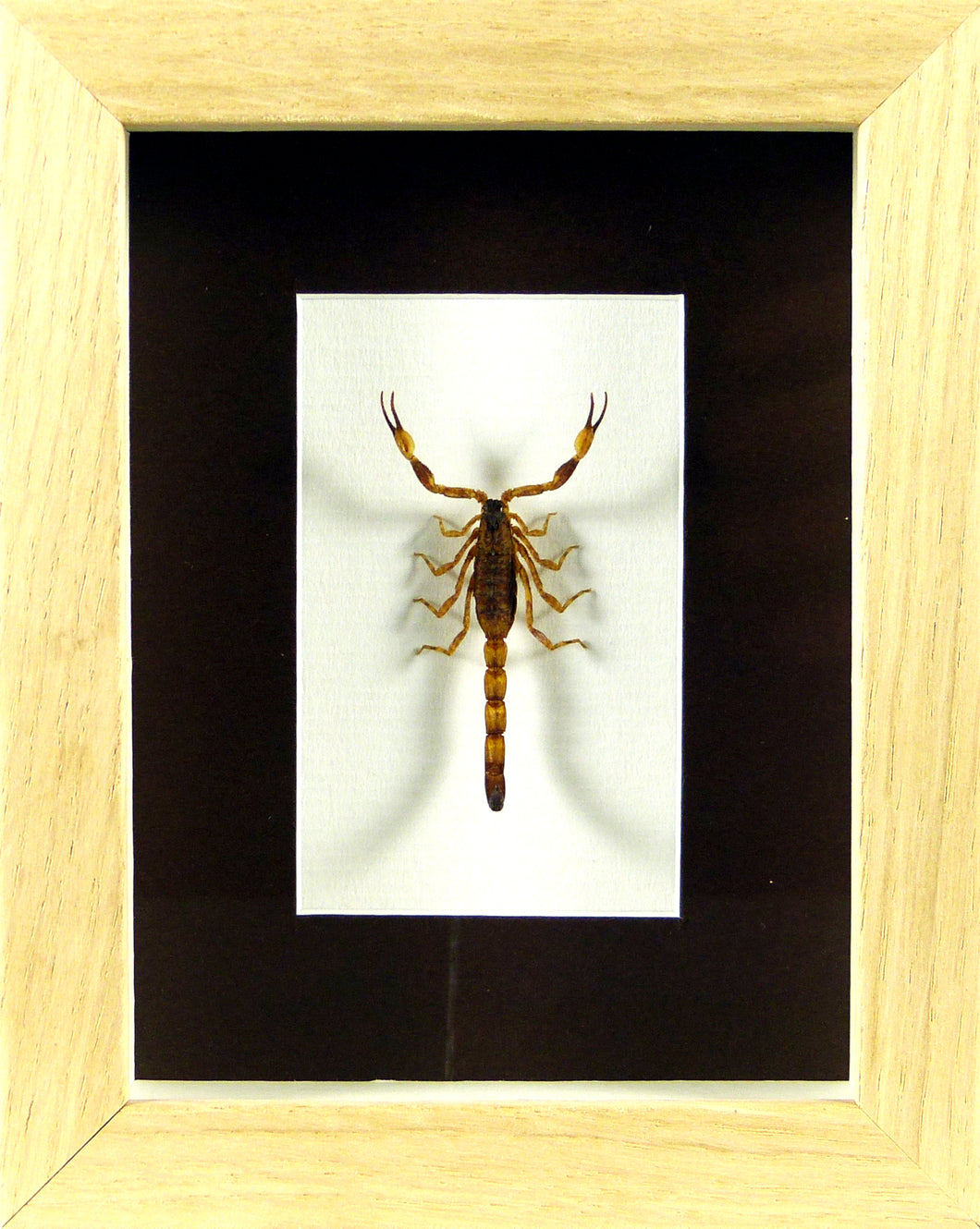 Scorpion doré Olivierus martensii / Cadre plusieurs finitions