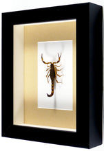 Charger l&#39;image dans la galerie, Scorpion des sables Mesobuthus martensii / Cadre plusieurs finitions