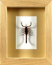 Charger l&#39;image dans la galerie, Scorpion des sables Mesobuthus martensii / Cadre plusieurs finitions