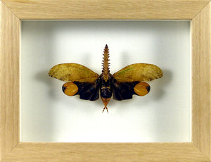 Insecte Fulgor Cathedra serrata / Cadre bois