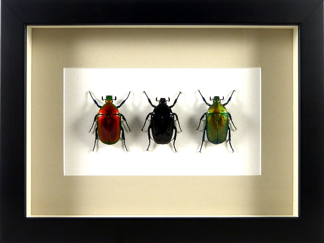 Trio de Cétoines asiatiques métallisées (coléoptères) / Cadre noir