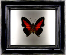 Charger l&#39;image dans la galerie, Papillon Charaxes zingha entre 2 verres / Cadre noir à poser