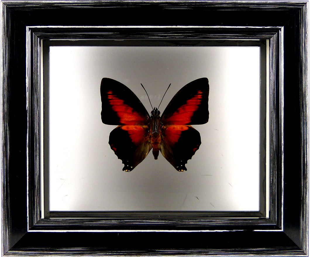 Papillon Charaxes zingha entre 2 verres / Cadre noir à poser