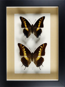 Couple de papillons Charaxes castor / Cadre laqué noir