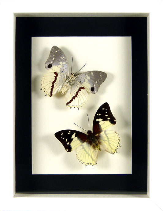Papillons Charaxes hadrianus recto & verso / Cadre blanc