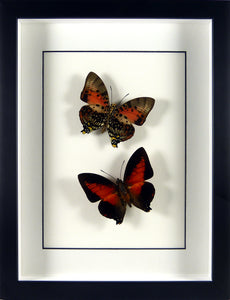 Papillons Charaxes zingha recto & verso / Cadre noir