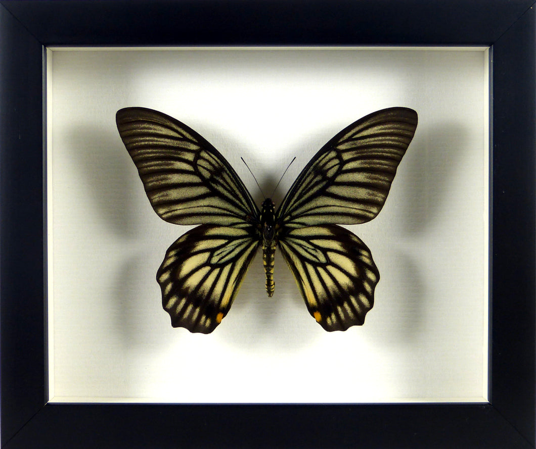 Papillon exotique Chilasa veiovis / Cadre noir
