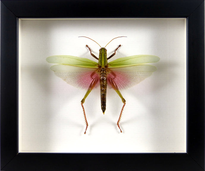 Criquet exotique Chondacris rosea / Cadre noir