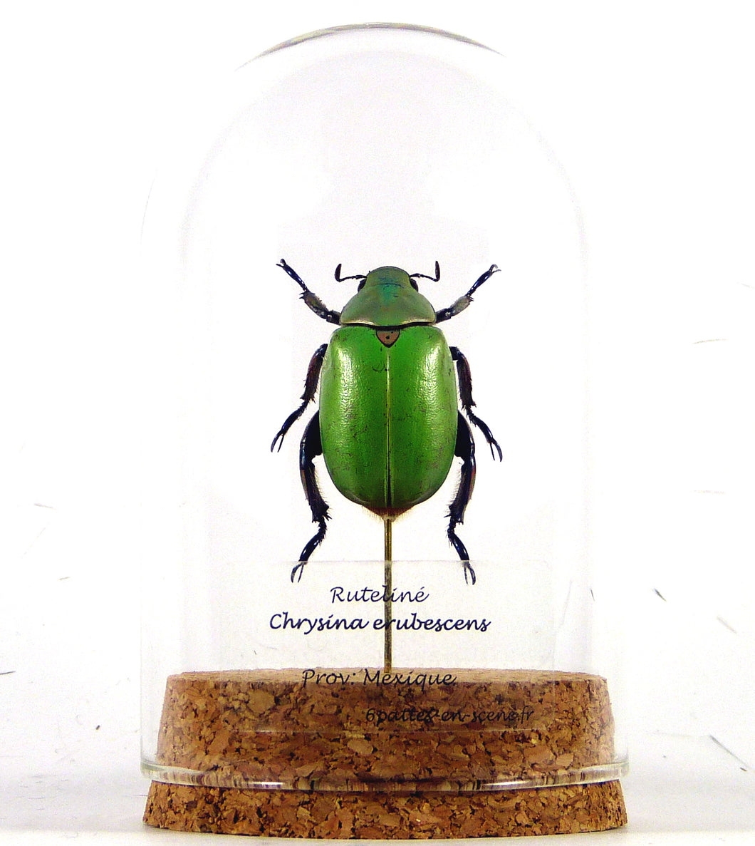 Scarabée rutéliné vert vitreux Chrysina erubescens - insecte sous globe, cloche