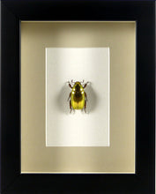 Charger l&#39;image dans la galerie, Coléoptère doré Chrysina resplendens (Plusiotis) / Cadre noir