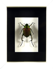 Charger l&#39;image dans la galerie, Scarabée Chrysophora chrysochlora (rutelinae) / Cadre laqué noir ou blanc