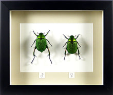 Charger l&#39;image dans la galerie, Couple de scarabées Chrysophora chrysochlora / Cadre plusieurs finitions